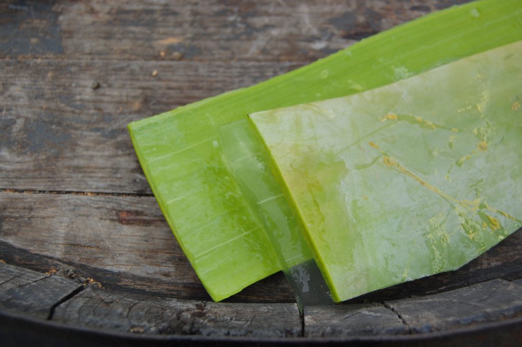 Aloe vera leaf -Conscious Beauty
